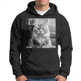 British Longhair Cat Cinematic Black And White Photography Hoodie | Mazezy