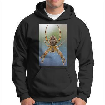 Long-Legged Spider In Webbing Scary Insect Colorful Hoodie | Mazezy