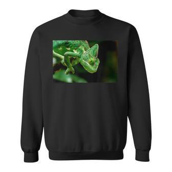 Veiled Chameleon Reptile Lizard Sweatshirt | Mazezy