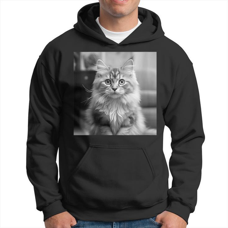British Longhair Cat Cinematic Black And White Photography Hoodie