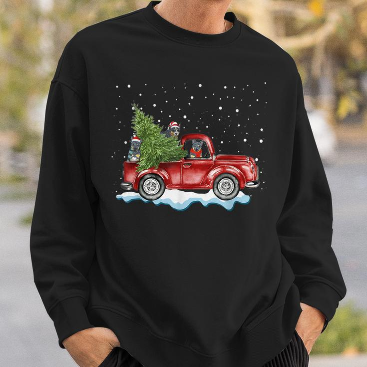 Australian Cattle Dogs Ride Red Truck Christmas Sweatshirt Gifts for Him